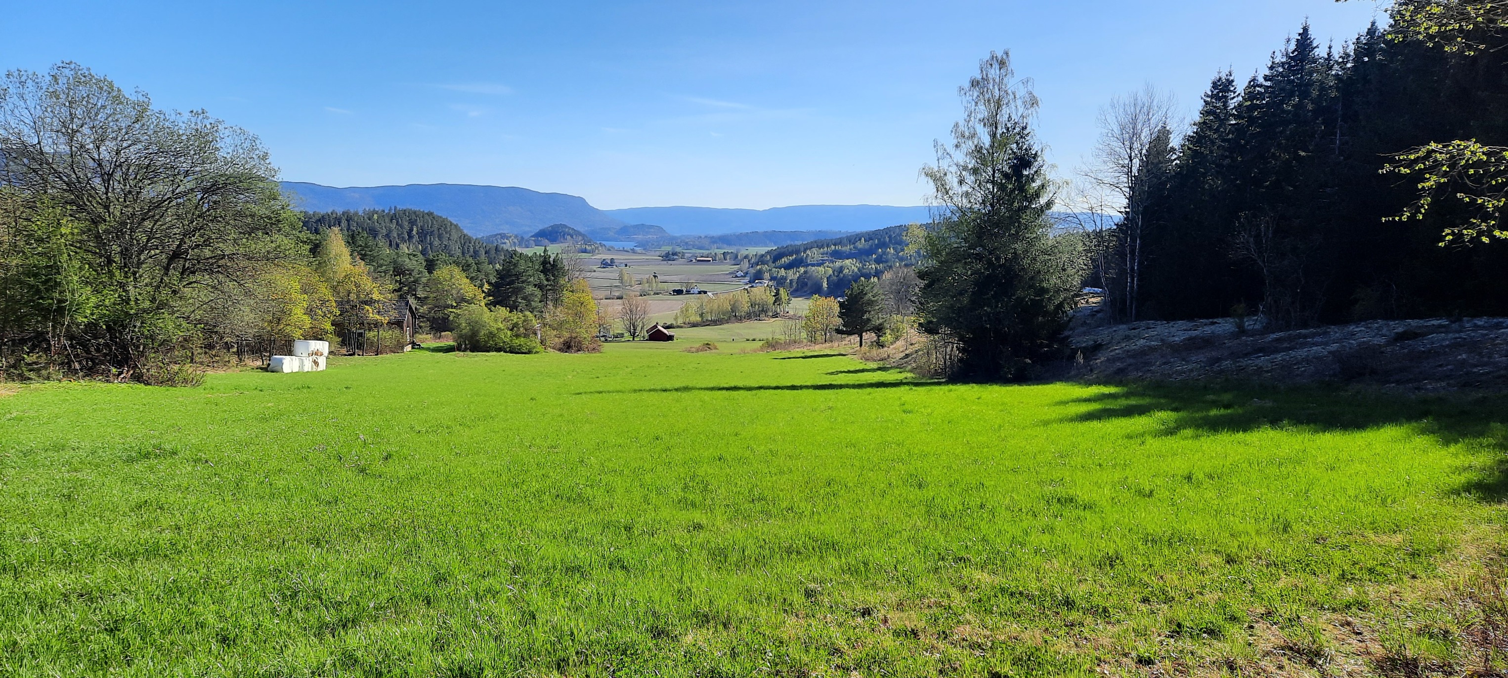 Utsikt over grønt jordbrukslandskap på Nedre Aasen med skog, fjell og grått fjøsanlegg i horisonten