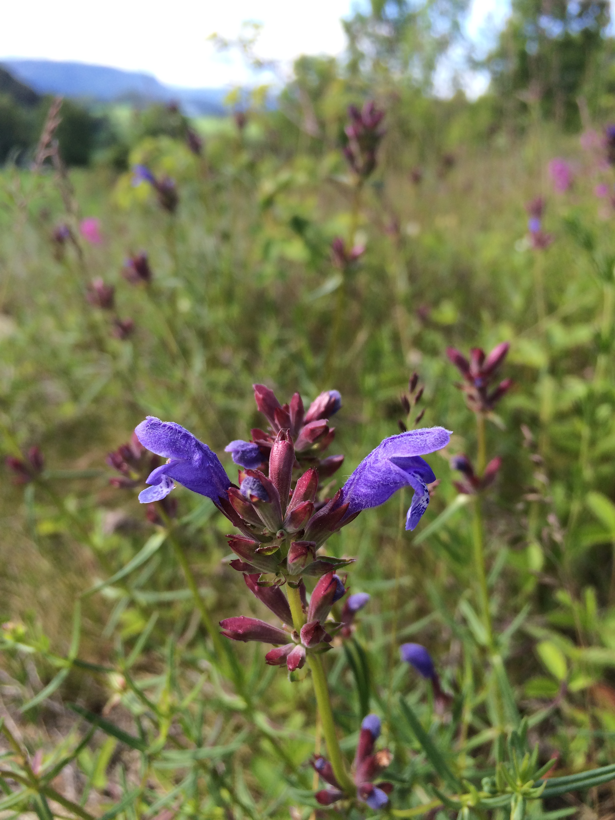 Nærbilde av lilla blomster i eng med grønt landskap i bakgrunnen